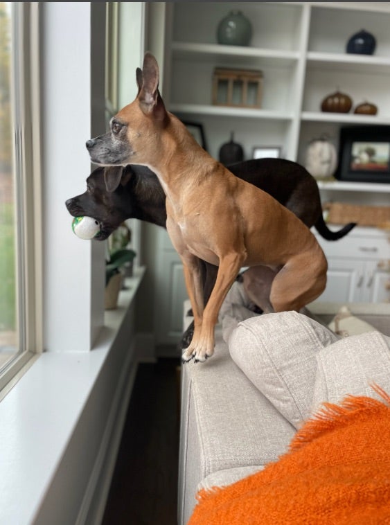 Bella recovering from her eye injury