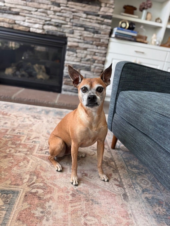 Bella -Corneal Ulcer treatment at Central Providence