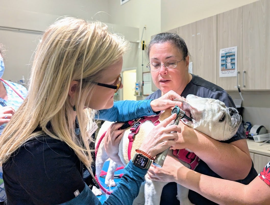 Dog exam at Central Providence Vet Hospital Dog exam at Central Providence Vet Hospital