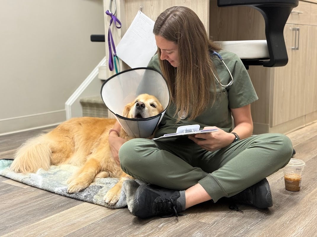 Dog in an e collar at Central Providence Veterinary Hospital