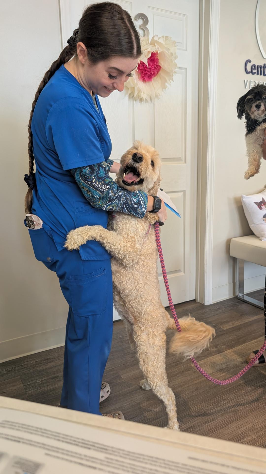 Labradoodle getting love at Central Providence Vet Labradoodle getting love at Central Providence Vet
